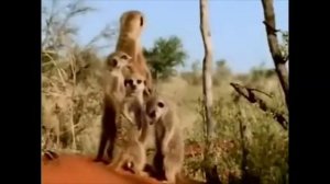 Сурикаты засыпают