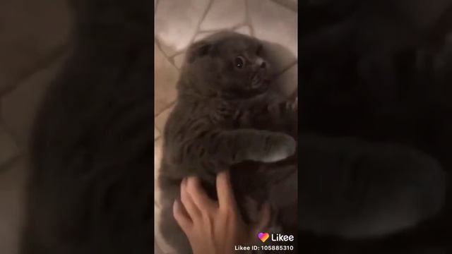 Толстый мой ты жирный кот!!!😻😻😽😹 смотреть онлайн