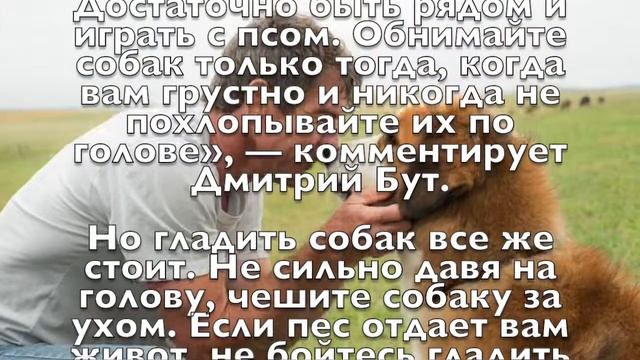 Дмитрий Сергеевич Бут о том, как сделать жизнь вашей собаки комфортной смотреть онлайн