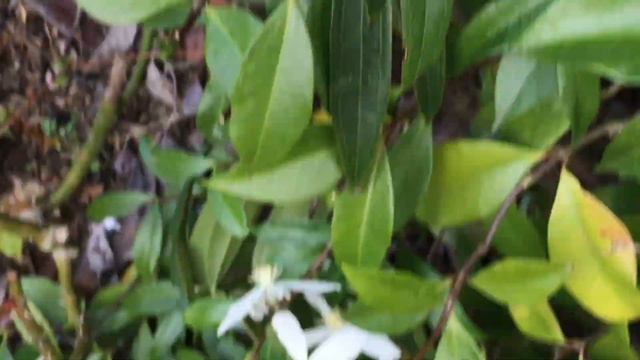 Clématite dArmand Clematis armandii Snowdrift exotique mais rustique