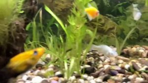 МОЛЛИНЕЗИЯ ЧЕРНО-ЖЕЛТАЯ - УХОД, СОДЕРЖАНИЕ, РАЗВЕДЕНИЕ l АКВАРИУМНЫЕ РЫБЫ #10