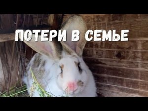 Кролиководство/Потери в семье/Почему кролики убивают своих детей