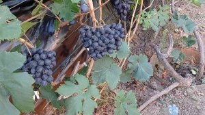 @Новый виноград Посланник от Калугина В М Отзыв о винограде