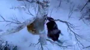 Бой тигра и человека ,человек победил.