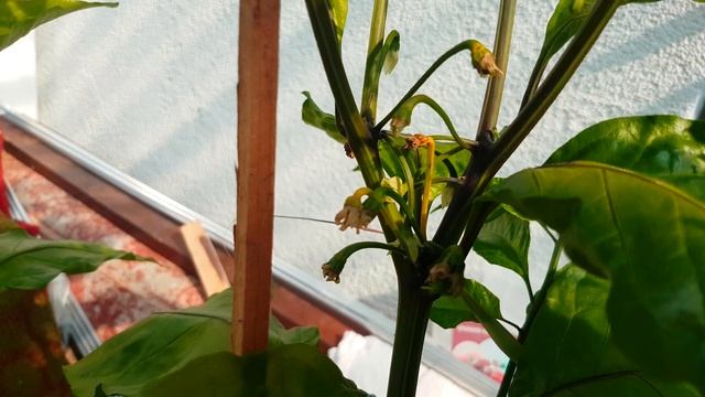 Перец Каролинский жнец Carolina Reaper смотреть онлайн