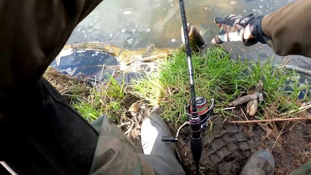 Рыбалка на голавля ранней весной! #жерех #голавль #щука смотреть онлайн