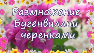 Размножение бугенвиллии черенками