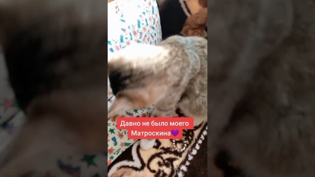 Матроскин ?? 

#Матроскин #кареглазаяблондинка #AlinaKlyukva #люблюкошек #лапуся #болею #кот