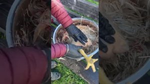 САМЫЙ БЫСТРЫЙ СПОСОБ ОЩИПЫВАНИЯ БРОЙЛЕРОВ. Как Ощипать Бройлера За 3 Минуты!!!