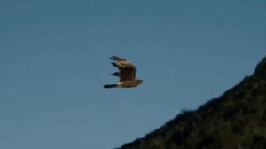 Звук орла. Крик орла. The sound of an eagle.