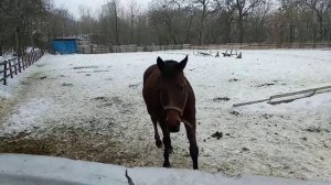 Лошадь на манеже по кличке Апперкот