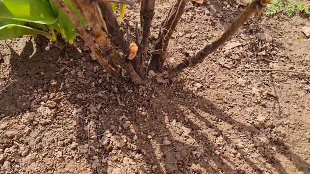 ХОТИТЕ ЧТОБЫ ПИОНЫ ВСЕГДА ПЫШНО ЦВЕЛИ? Уделите им ПЯТЬ МИНУТ ВЕСНОЙ смотреть онлайн