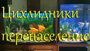 #Цихлидники с перенаселением через 4 года - как рыба живет, растет и развивается.