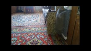 Как приучить котенка к когтеточке