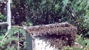 Роение пчёл