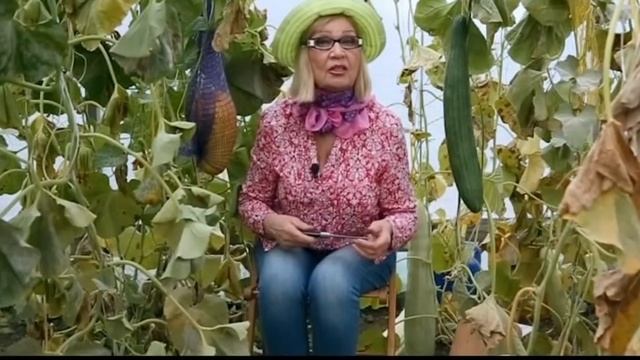 КАК ВЫРАСТИТЬ ДЫНЮ В ТЕПЛИЦЕ