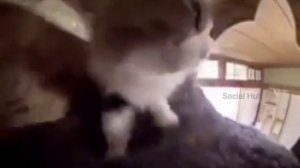 Кот-топотун