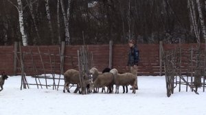 Пастьба овец - тестирование бельгийской овчарки (часть 2)