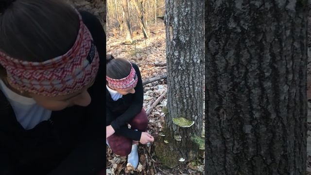 Plant Ecology Video (Matthews, Molly) смотреть онлайн