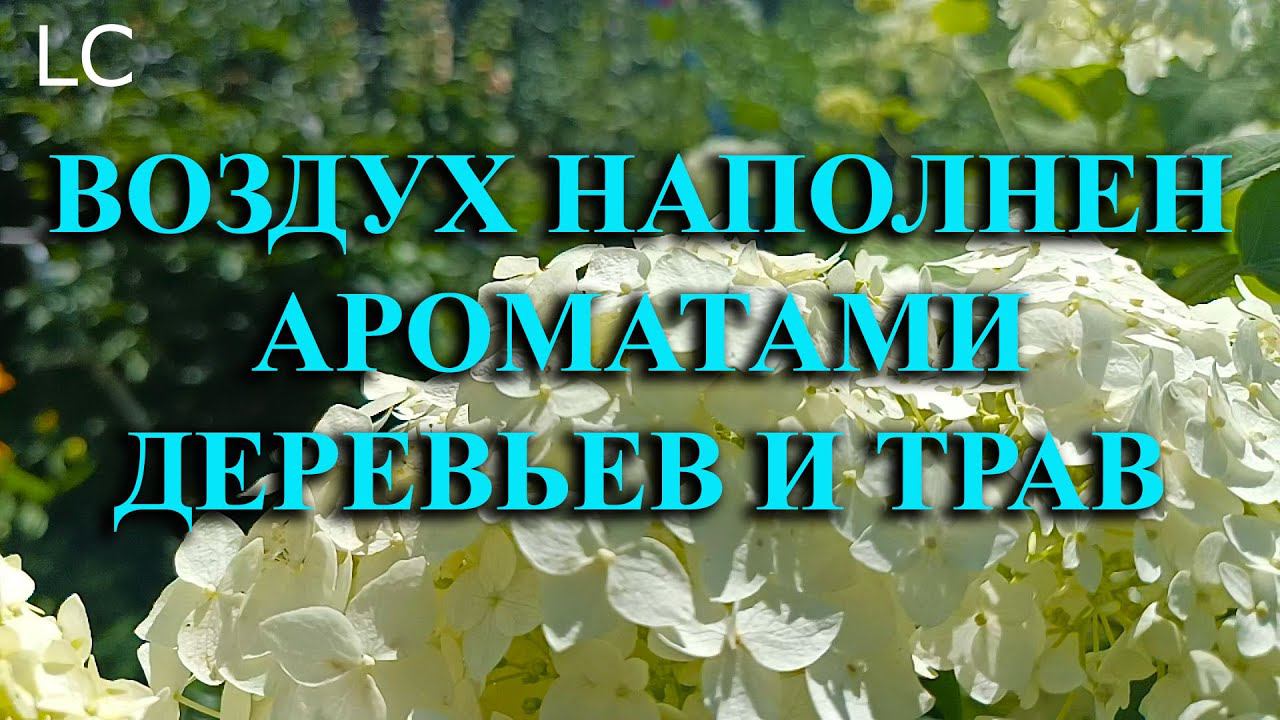 Особая атмосфера в лесу, заставляет нас любоваться красотой природы #музыкадлясна #природа
