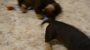 Щенки таксы 1.5 месяца