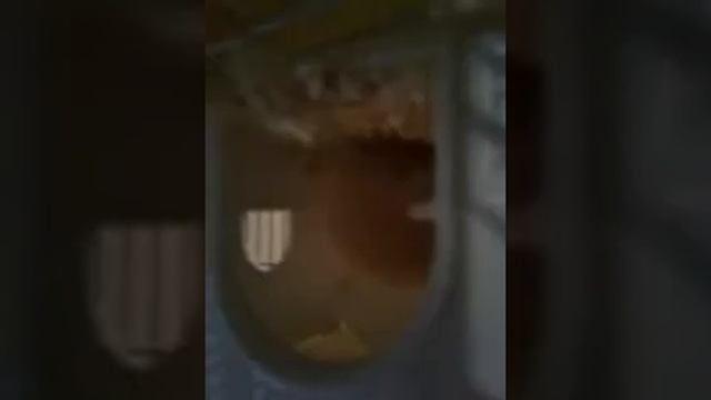 КУПИЛИ СИРИЙСКОГО ХОМЯЧКА 1 МЕСЯЦ МИЛАФКА