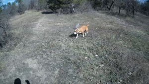 СКОЛЬКО РАЗ В ДЕНЬ НУЖНО КОРМИТЬ ВЗРОСЛОГО СТАФФОРДА