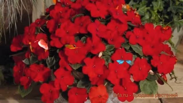 Бальзамин обыкновенный Черри Ред ? бальзамин Черри Ред обзор: как сажать семена бальзамина Черри Ре