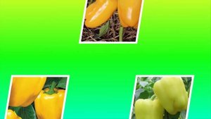 Высокоурожайный сладкий перец открытого грунта Белая ночь