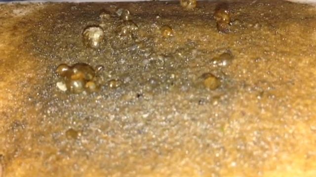 Жучки, рачки или блохи в грунте 2 или мелкие остракоды