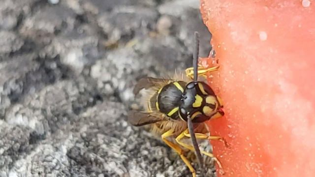 КАК едят ОСЫ как Оса ест АРБУЗ