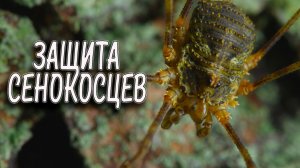 Защита сенокосцев. Фауна Беларуси / Микропланета