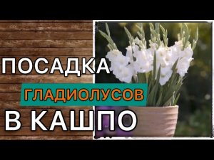 Гладиолусы в горшке. Мой опыт. Посадка, выращивание и уход подробно. Дневник садовода