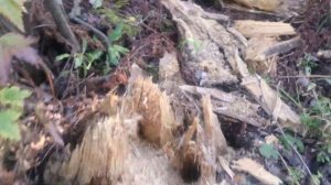 Трухлявый пень