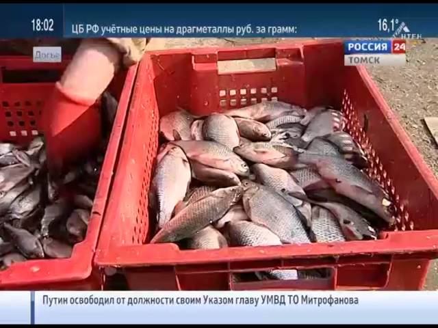 В Томске работает делегация Росрыболовства
