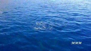 «О море, море» - Alessandro Safina и Муслим Магомаев