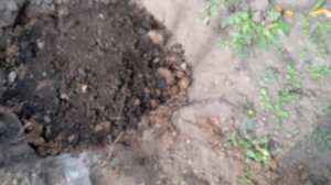 Пересадка двурічного нектарина восени.