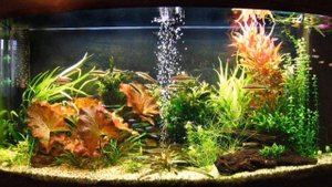 СКОЛЬКО ЧАСОВ ДОЛЖЕН ГОРЕТЬ СВЕТ В АКВАРИУМЕ