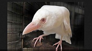 Белая ворона. Что означает фразеологизм.