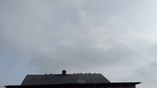 Николаевские голуби г.Донецк 17.02.2022 часть 1 смотреть онлайн