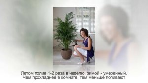 Пальма АРЕКА или БЕТЕЛЬ. Уход и размножение АРЕКОВОЙ ПАЛЬМЫ в домашних условиях