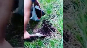 Специалисты Госэконадзора Ленобласти берут пробы почвы и воды у озера Сиркиярви