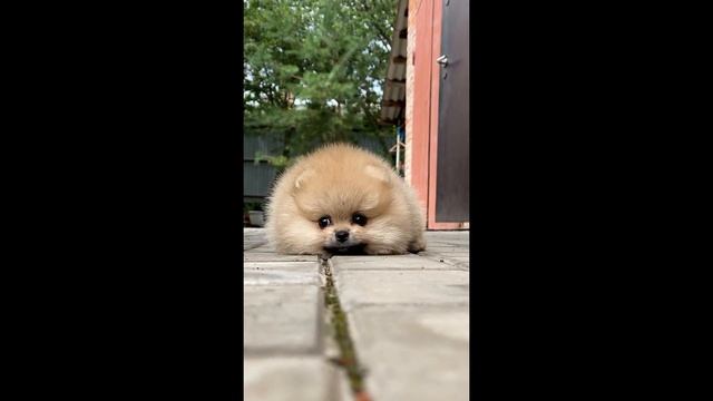 Блинов со сметаной смотреть онлайн