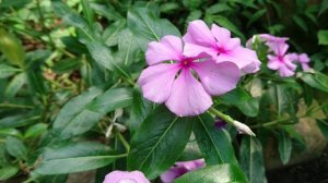 Катарантус розовый (Catharanthus roseus), ботанический сад Орхус, Дания. 2 июля 2024