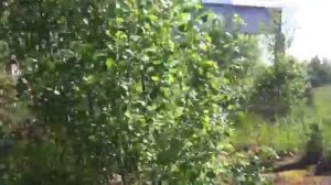 Заброшенная птицефабрика