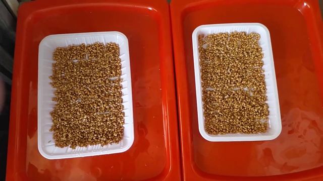 Проращиваю пшеницу на подносе для кур и морских свинок/ секреты о которых молчат блогеры.....