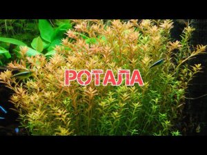 РОТАЛА. СОДЕРЖАНИЕ В АКВАРИУМЕ