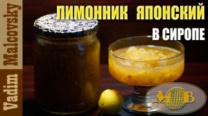 Консервация. Рецепт Лимонник японский в сиропе. Мальковский Вадим