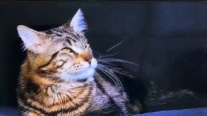 Телевизор Hisense 50E7KQ