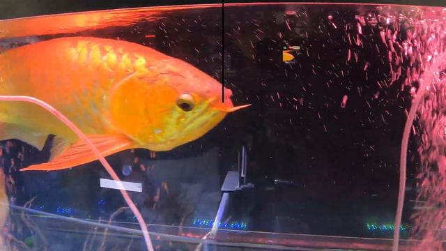 Kolathur Fish Market | Wholesale Rate | Lots of Varieties | High Quality | Crabs | Shrimp | Aquariu